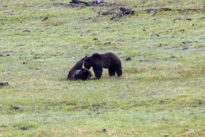 Grizzly Bears Fairy Falls Parking Lot 2025